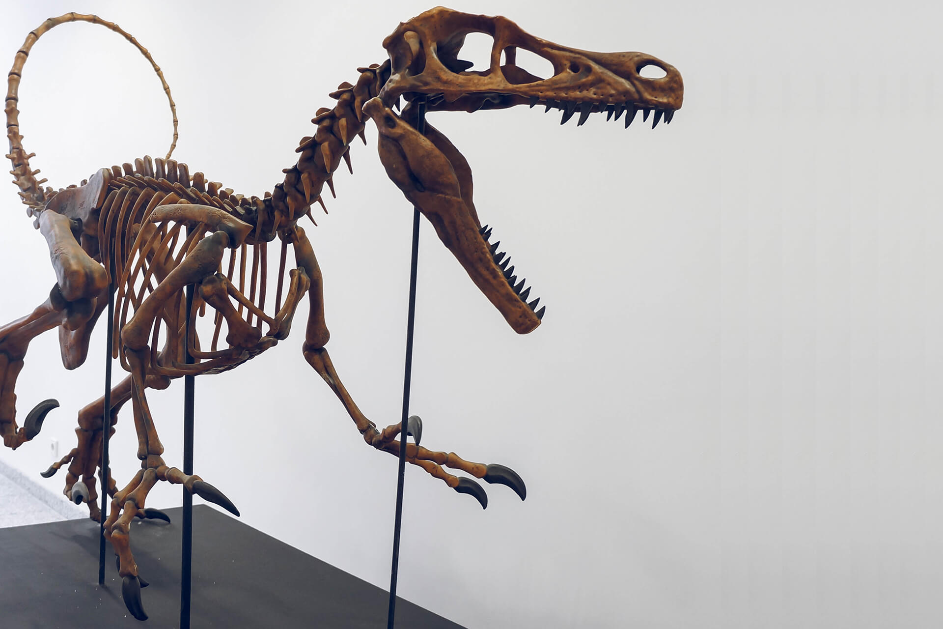 3D Printing a Full-Size Tyrannosaurus Rex Skeleton